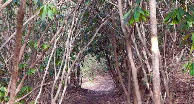 Mountain Laurel Tunnel Seen While Hiking Florence Nature Preserve